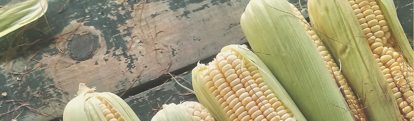 Orgullo y visión nativa del maíz Cacahuazintle