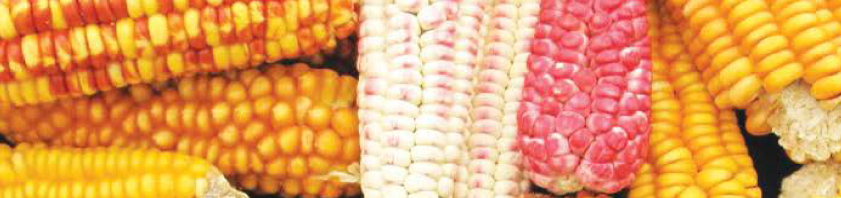 Propuesta alternativa para el maíz cacahuazintle